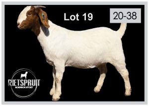 1 X BOERBOK/BOERGOAT - OOI/EWE