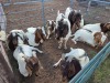 10 X BOER GOAT BUCK (Per animal to take the lot)