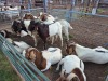 10 X BOER GOAT BUCK (Per animal to take the lot) - 2