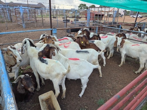 15 X BOER GOAT BUCK (Per animal to take the lot)