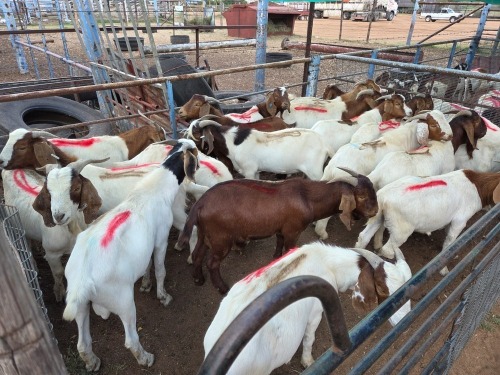 20 X BOER GOAT BUCK (Per animal to take the lot)