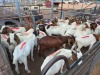 20 X BOER GOAT BUCK (Per animal to take the lot)