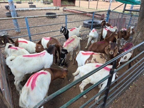 15 X BOER GOAT BUCK (Per animal to take the lot)