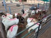 15 X BOER GOAT BUCK (Per animal to take the lot)