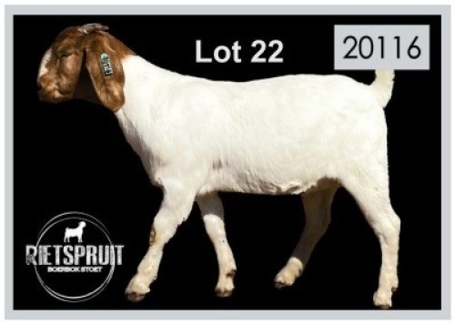 1 X BOERBOK/BOERGOAT - OOI/EWE