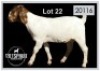 1 X BOERBOK/BOERGOAT - OOI/EWE