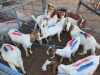 10 X BOER GOAT BUCK (Per animal to take the lot) - 2