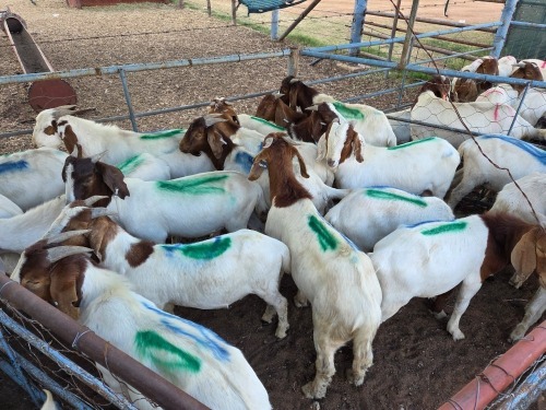 20 X BOER GOAT BUCK (Per animal to take the lot)