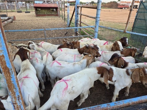 20 X BOER GOAT BUCK (Per animal to take the lot)