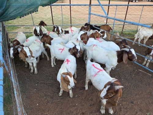 17 X BOER GOAT BUCK (Per animal to take the lot)