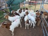 17 X BOER GOAT BUCK (Per animal to take the lot) - 2