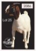 1 X BOERBOK/BOERGOAT - OOI/EWE
