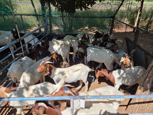 20 X BOER GOAT KAPATER (Per animal to take the lot)
