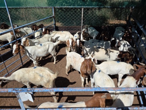 20 X BOER GOAT KAPATER (Per animal to take the lot)