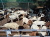 20 X BOER GOAT KAPATER (Per animal to take the lot)