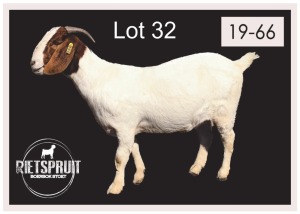 1 X BOERBOK/BOERGOAT - OOI/EWE