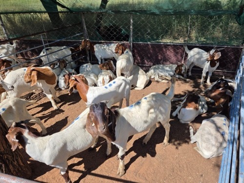 20 X BOER GOAT KAPATER (Per animal to take the lot)