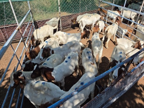 20 X BOER GOAT KAPATER (Per animal to take the lot)
