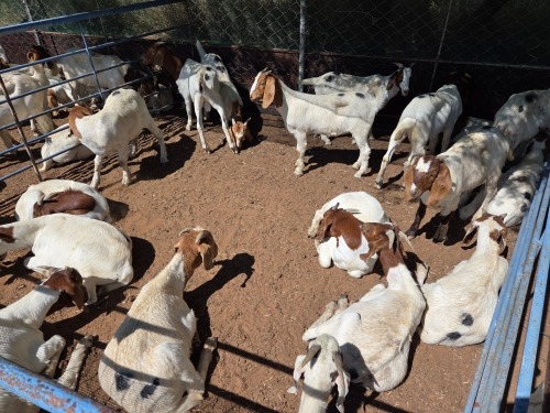 20 X BOER GOAT KAPATER (Per animal to take the lot)