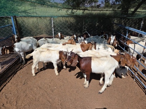 19 X BOER GOAT KAPATER (Per animal to take the lot)