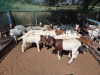 19 X BOER GOAT KAPATER (Per animal to take the lot)