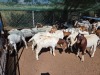 19 X BOER GOAT KAPATER (Per animal to take the lot) - 2