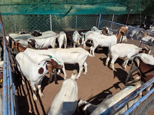 19 X BOER GOAT KAPATER (Per animal to take the lot)