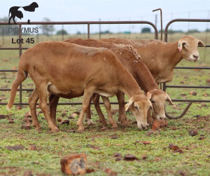 LOT 45 3X MEATMASTER OOI/EWE CHRISTOF GROBLER : 0837812076