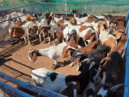 30 X BOER GOAT KAPATER (Per animal to take the lot)