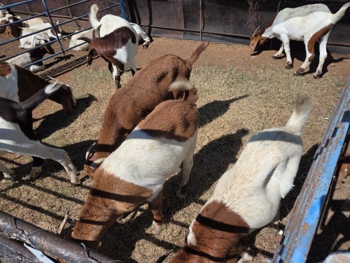 9 X BOER GOAT KAPATER (Per animal to take the lot)
