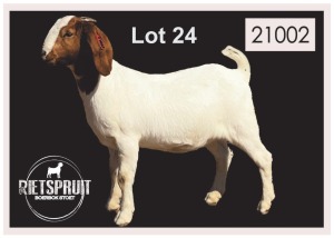 1 X BOERBOK/BOERGOAT - OOI/EWE