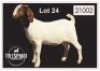 1 X BOERBOK/BOERGOAT - OOI/EWE