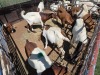 9 X BOER GOAT KAPATER (Per animal to take the lot) - 2