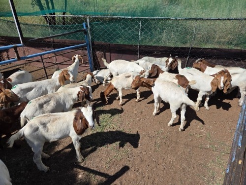 23 X BOER GOAT KAPATER (Per animal to take the lot)