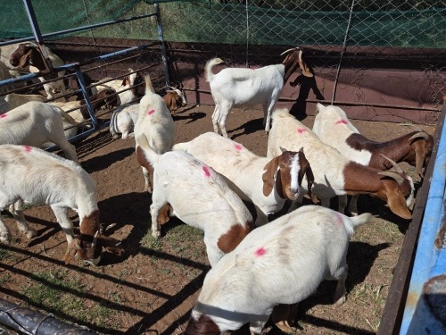 10 X BOER GOAT DOE (Per animal to take the lot)