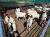 10 X BOER GOAT DOE (Per animal to take the lot) - 2