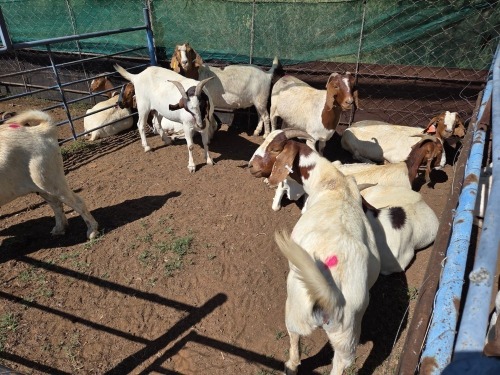 10 X BOER GOAT DOE (Per animal to take the lot)