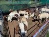10 X BOER GOAT DOE (Per animal to take the lot) - 2