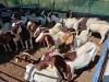 20 X BOER GOAT DOE (Per animal to take the lot)