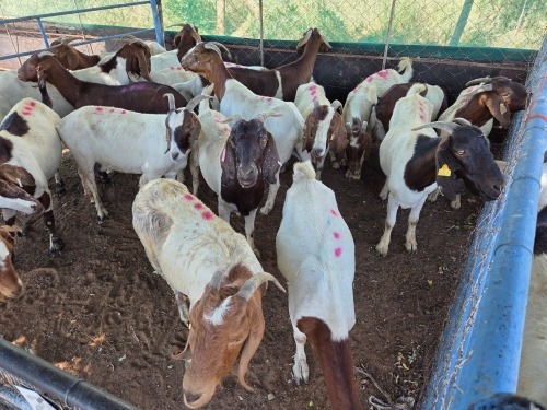 20 X BOER GOAT DOE (Per animal to take the lot)