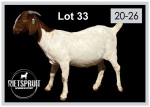 1 X BOERBOK/BOERGOAT - OOI/EWE