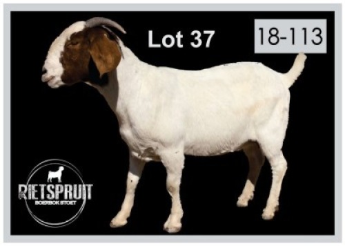 1 X BOERBOK/BOERGOAT - OOI/EWE
