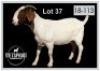 1 X BOERBOK/BOERGOAT - OOI/EWE