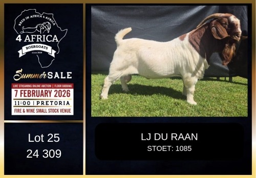 1 X BOER GOAT FLOCK ON COLOUR BUCK LJ du Raan