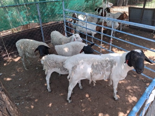5 X MEATMASTER RAM (Per animal to take the lot)