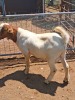 1 X BOER GOAT BUCK