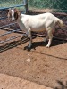 1 X BOER GOAT DOE