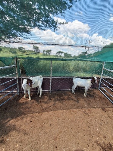 2 X BOER GOAT BUCK (Per animal to take the lot)