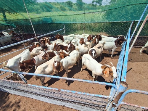 20 X BOER GOAT DOE (Per animal to take the lot)