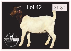 1 X BOERBOK/BOERGOAT - RAM